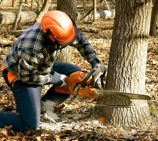 Tree Removal in Sacred Heart, MN